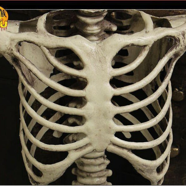 GhoulGuard | 170 cm velká, životní velikost Halloween kostra – pohyblivá dekorace pro strašidelný strašidelný dům a strašidelnou zahradu